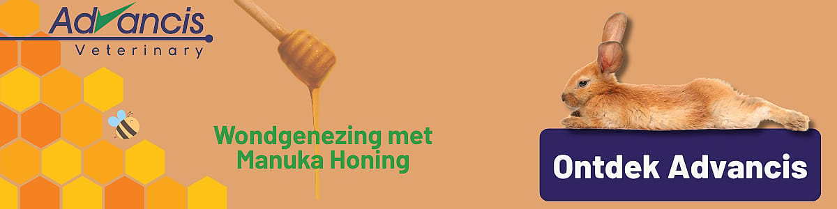 Dier, Zoogdier, Konijn, Dier, Zoogdier, Konijn